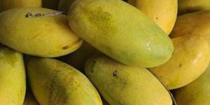 Fresh Mango