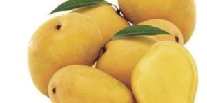 Alphonso Mango