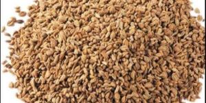 Apium Graveolens Extract