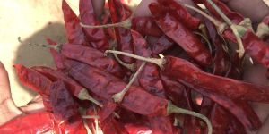 Dry Red Chilli