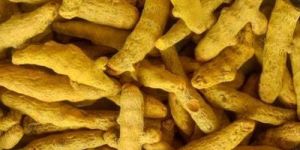 Dried Turmeric Finger