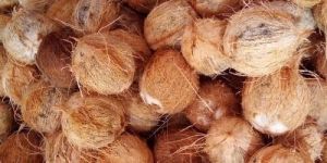 Husked Coconut