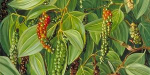 Black Pepper Plant