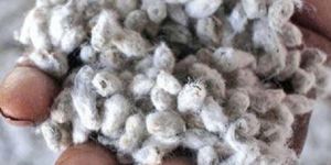 Cotton Seeds