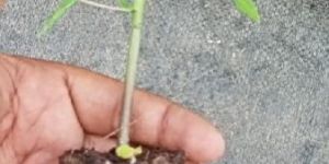 Papaya Red Lady Plants