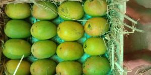 Alphonso Mangoes