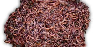 Live Earthworms