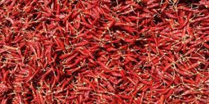 Dry Red Chilli
