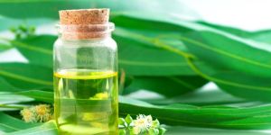Eucalyptus Oil