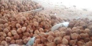 Fresh Coconut