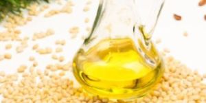 Premium Quality Pine Nuts Oil