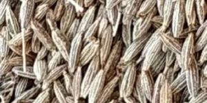 Cumine Seed