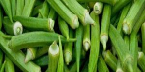 Okra