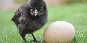 Kadaknath Chick