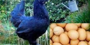Kadaknath Eggs