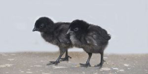 Kadaknath Chicks