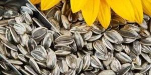 Sunflower Seed