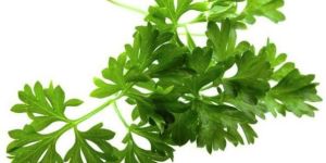 Parsley Leaves