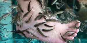 Doctor Garra Rufa Fish