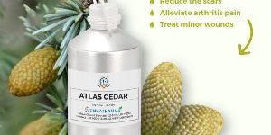 Cedrus Atlantica (Atlas Cedar)