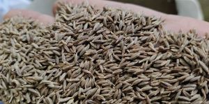Cumin Seeds