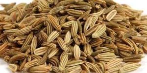 Fennel Seeds