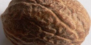 Nutmeg