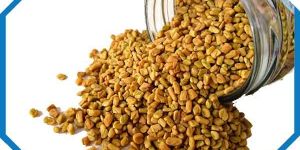 Fenugreek