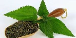 Nettle Leaf Tea