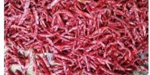 Holy Natural Teja Stemless Chilli Powder