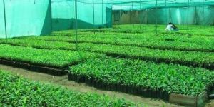 Tissue Culture Banana Plant
