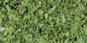 Dried Coriander Leaves