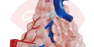 Magnified Pulmonary Alveoli Model