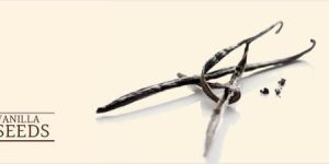 Vanilla Seeds