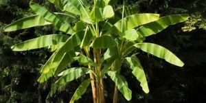 G9 Banana Tissue Culture Plants