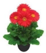 Gerbera Tissue Culture Plants