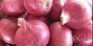 Onions