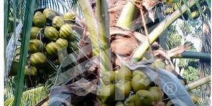 Hybrid Coconut Seedling