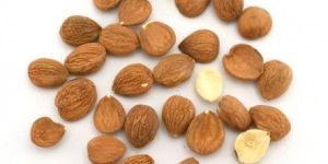 Apricot Kernels