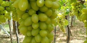 Fresh Green Grapes
