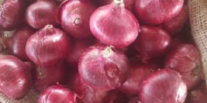 Fresh Red Onion