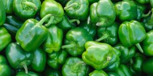 Capsicum Green