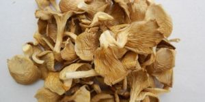 Oyster Dry Mushroom