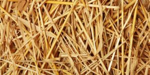Wheat Straws