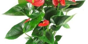 Anthurium Plants