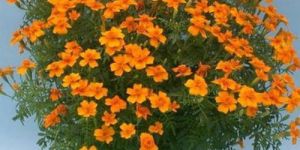 Avishkar Flower Plants