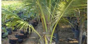 Coconut Plants