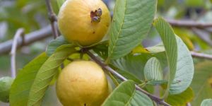 Guava Plants