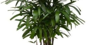 Lady Palm Plants