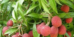 Litchi Plants